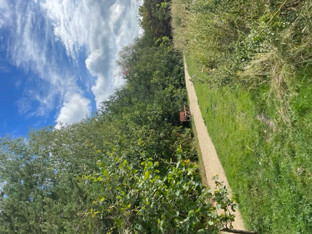 Gravel path surrounded by grass and trees with one bench